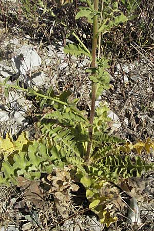 Verbascum sinuatum \ Gewelltblttrige Knigskerze / Wavyleaf Mullein, F S. Gilles 7.6.2006
