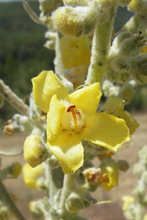 Verbascum pulverulentum \ Flockige Knigskerze / Hoary Mullein, F Millau 8.6.2006