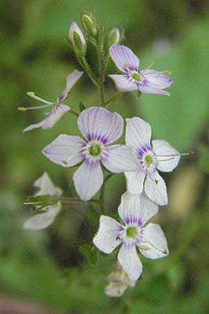 Veronica urticifolia \ Nessel-Ehrenpreis / Nettle-Leaved Speedwell, F Allevard 11.6.2006