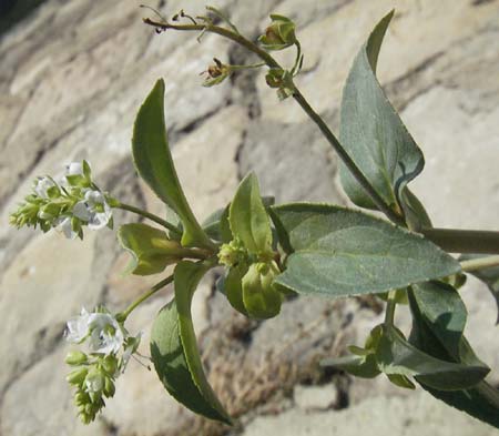 Veronica catenata \ Blasser Gauchheil-Ehrenpreis, Roter Wasser-Ehrenpreis / Pink Water Speedwell, F Avignon 8.8.2006