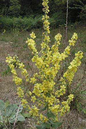 Verbascum thapsus \ Kleinbltige Knigskerze / Great Mullein, Aaron's Rod, F Pyrenäen/Pyrenees, Prades 12.8.2006