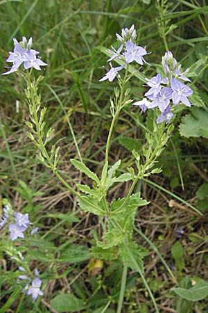 Veronica teucrium \ Groer Ehrenpreis / Large Speedwell, F Corbières, Talairan 13.5.2007