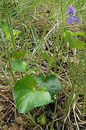 Viola reichenbachiana \ Wald-Veilchen / Early Dog Violet, F Pyrenäen/Pyrenees, Olette 14.5.2007