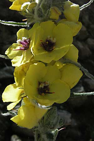 Verbascum nigrum \ Dunkle Knigskerze, Schwarze Knigskerze / Dark Mullein, F Pyrenäen/Pyrenees, Prades 14.5.2007