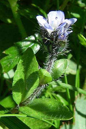 Veronica alpina \ Alpen-Ehrenpreis / Alpine Speedwell, F Col de Saisies 21.6.2008