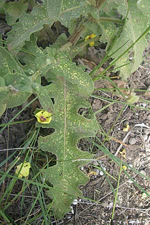 Verbascum sinuatum \ Gewelltblttrige Knigskerze / Wavyleaf Mullein, F Toreilles 24.6.2008