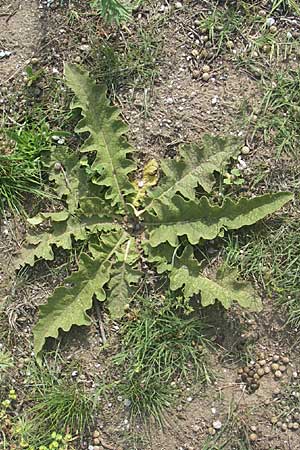 Verbascum sinuatum \ Gewelltblttrige Knigskerze / Wavyleaf Mullein, F Toreilles 24.6.2008