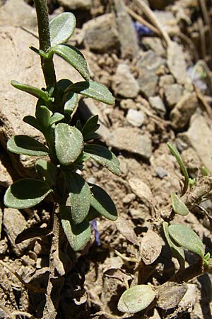 Veronica fruticans \ Felsen-Ehrenpreis / Rock Speedwell, F Pyrenäen/Pyrenees, Err 26.6.2008