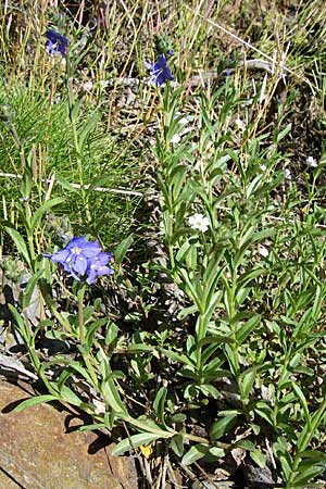 Veronica fruticans \ Felsen-Ehrenpreis / Rock Speedwell, F Pyrenäen/Pyrenees, Err 26.6.2008
