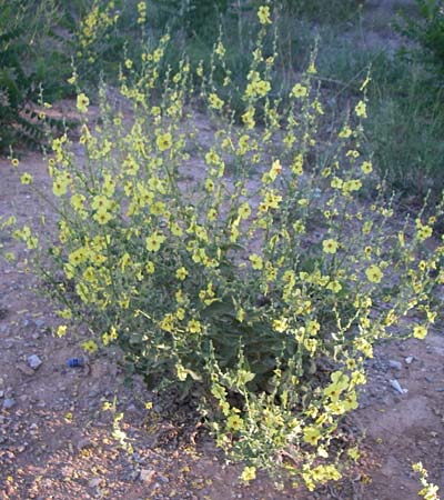 Verbascum chaixii \ Franz�sische K�nigskerze / Nettle-Leaved Mullein, F Frontignan 28.6.2008
