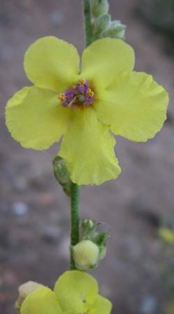 Verbascum chaixii \ Franz�sische K�nigskerze / Nettle-Leaved Mullein, F Frontignan 28.6.2008
