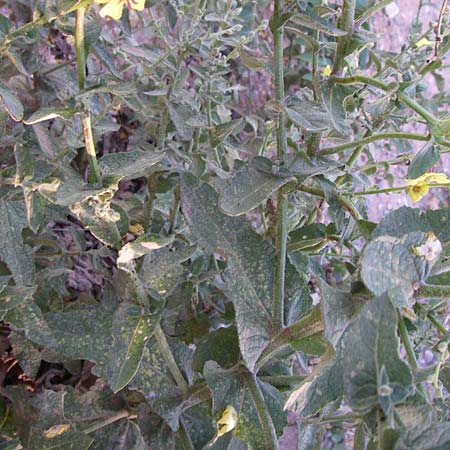 Verbascum chaixii \ Franz�sische K�nigskerze / Nettle-Leaved Mullein, F Frontignan 28.6.2008