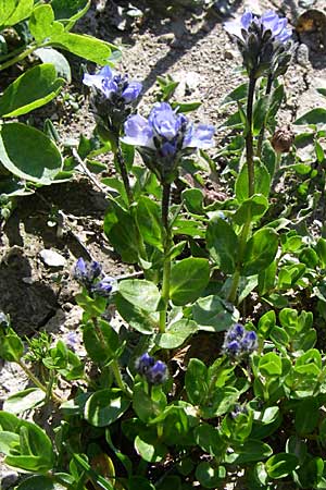 Veronica alpina \ Alpen-Ehrenpreis / Alpine Speedwell, F Col de Lautaret Botan. Gar. 28.6.2008