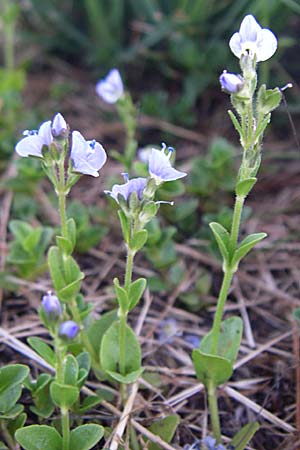 Veronica serpyllifolia \ Quendelblttriger Ehrenpreis, Thymian-Ehrenpreis / Thyme-Leaved Speedwell, F Col de Saisies 28.6.2008