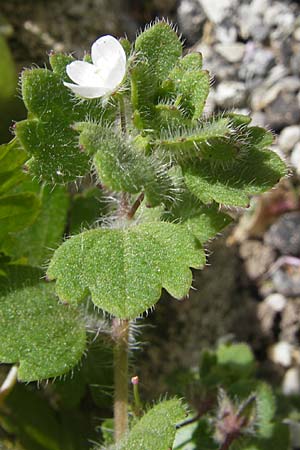 Veronica cymbalaria \ Zymbelkraut-Ehrenpreis / Cymbalaria-Leaved Speedwell, F La Couvertoirade 27.5.2009