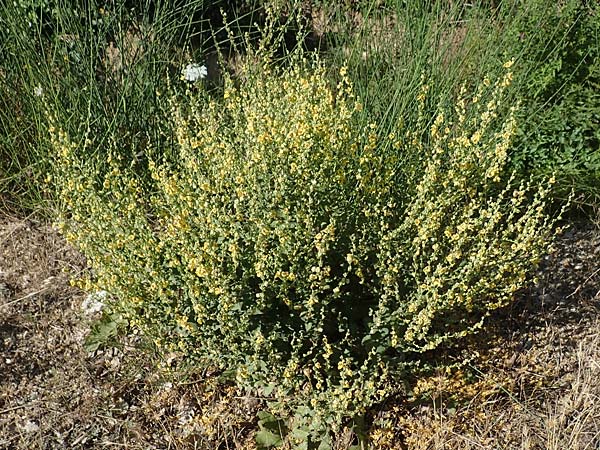 Verbascum chaixii \ Franz�sische K�nigskerze / Nettle-Leaved Mullein, F Pyren&auml;en/Pyrenees, Ansignan 23.7.2018