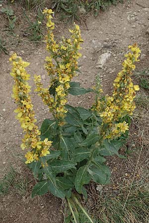Verbascum lychnitis ? \ Mehlige Knigskerze / White Mullein, F Pyrenäen/Pyrenees, Col de Mantet 28.7.2018