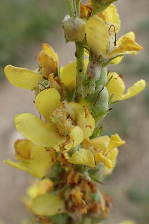 Verbascum lychnitis ? \ Mehlige Knigskerze / White Mullein, F Pyrenäen/Pyrenees, Col de Mantet 28.7.2018