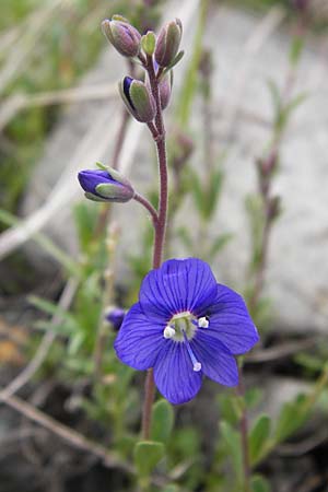 Veronica fruticans \ Felsen-Ehrenpreis / Rock Speedwell, F Col de la Bonette 8.7.2016