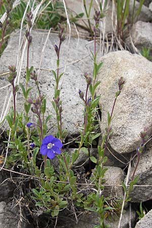 Veronica fruticans \ Felsen-Ehrenpreis / Rock Speedwell, F Col de la Bonette 8.7.2016