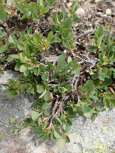Vaccinium gaultherioides \ Kleinblttrige Moorbeere / Bog Bilberry, F Col de la Bonette 8.7.2016