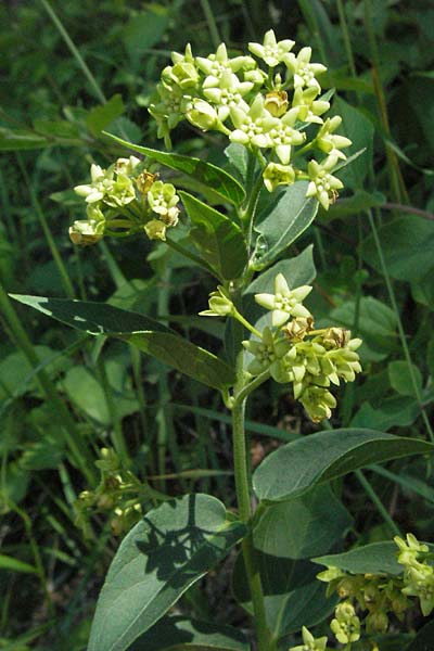 Vincetoxicum hirundinaria subsp. intermedium \ Schwalbenwurz / Swallow Wort, F Nyons 10.6.2006