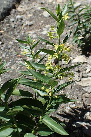 Vincetoxicum hirundinaria subsp. intermedium \ Schwalbenwurz / Swallow Wort, F Pyren&auml;en/Pyrenees, Gorges de Galamus 23.7.2018