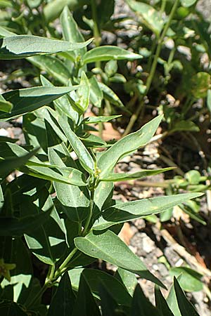 Vincetoxicum hirundinaria subsp. intermedium \ Schwalbenwurz / Swallow Wort, F Pyren&auml;en/Pyrenees, Gorges de Galamus 23.7.2018