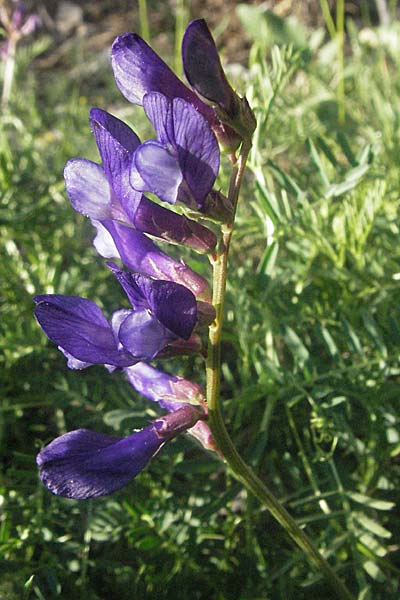 Vicia onobrychioides \ Esparsetten-Wicke, F Serres 10.6.2006