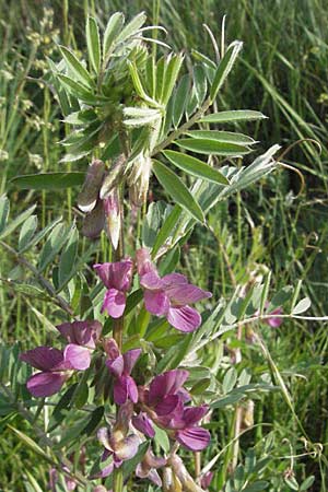 Vicia pannonica subsp. striata \ Gestreifte Wicke / Hungarian Vetch, F Serres 12.5.2007