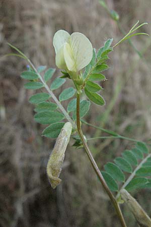 Vicia hybrida \ Hybrid-Wicke / Hairy Vellow-Vetch, F Maures, Vidauban 12.5.2007