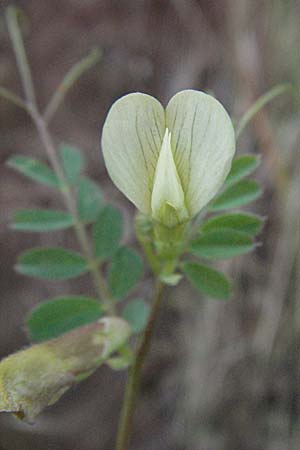 Vicia hybrida \ Hybrid-Wicke / Hairy Vellow-Vetch, F Maures, Vidauban 12.5.2007