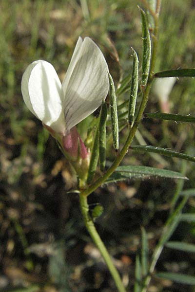 Vicia lutea \ Gelbe Wicke / Yellow Vetch, F Maures, Bois de Rouquan 12.5.2007