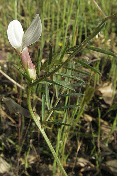 Vicia lutea \ Gelbe Wicke / Yellow Vetch, F Maures, Bois de Rouquan 12.5.2007