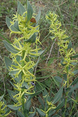 Thymelaea sanamunda \ Montserrat-Spatzenzunge / Thymelaea, Widow-Wail, F Corbi&egrave;res,  Talairan 13.5.2007