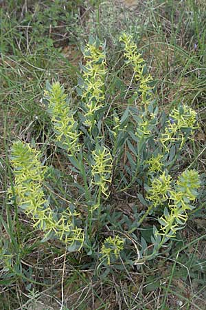 Thymelaea sanamunda \ Montserrat-Spatzenzunge / Thymelaea, Widow-Wail, F Corbi&egrave;res,  Talairan 13.5.2007