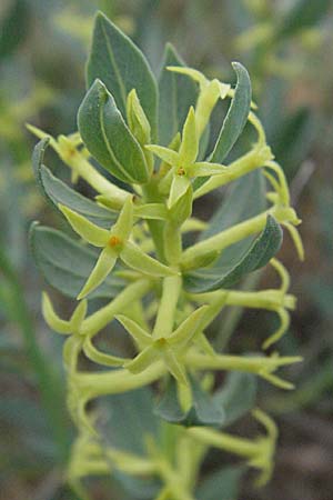 Thymelaea sanamunda \ Montserrat-Spatzenzunge / Thymelaea, Widow-Wail, F Corbi&egrave;res,  Talairan 13.5.2007