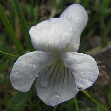 Viola canina \ Hunds-Veilchen / Dog Violet, F Pyrenäen/Pyrenees, Eyne 14.5.2007