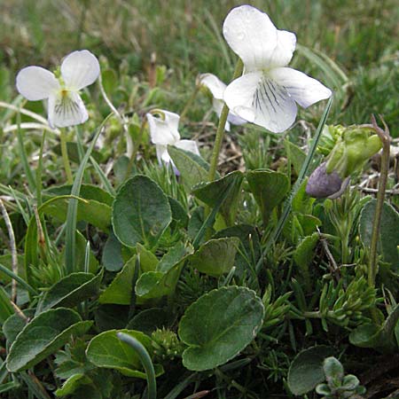 Viola canina \ Hunds-Veilchen / Dog Violet, F Pyrenäen/Pyrenees, Eyne 14.5.2007