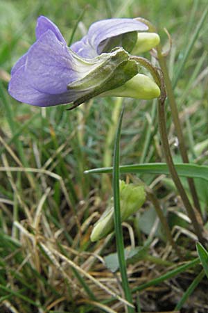 Viola canina \ Hunds-Veilchen / Dog Violet, F Pyrenäen/Pyrenees, Eyne 14.5.2007