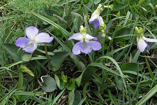 Viola canina \ Hunds-Veilchen / Dog Violet, F Pyrenäen/Pyrenees, Eyne 14.5.2007