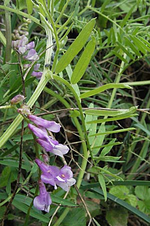 Vicia villosa subsp. varia \ Bunte Wicke, Kahle Sand-Wicke / Fodder Vetch, F Pyrenäen/Pyrenees, Olette 14.5.2007