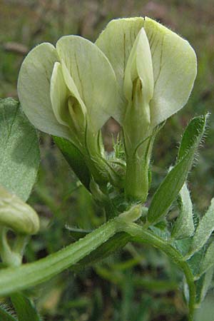 Vicia hybrida \ Hybrid-Wicke / Hairy Vellow-Vetch, F Causse du Larzac 15.5.2007