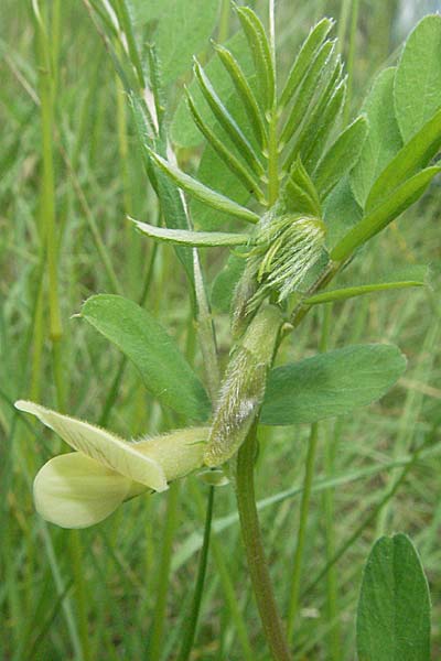 Vicia hybrida \ Hybrid-Wicke / Hairy Vellow-Vetch, F Causse du Larzac 15.5.2007