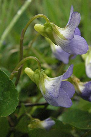 Viola canina \ Hunds-Veilchen / Dog Violet, F Pradelles 16.5.2007