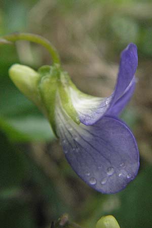 Viola canina \ Hunds-Veilchen / Dog Violet, F Pradelles 16.5.2007