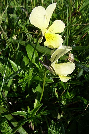 Viola lutea \ Vogesen-Veilchen, Gelbes Alpen-Stiefmtterchen / Mountain Pansy, F Vogesen/Vosges, Grand Ballon 21.6.2008