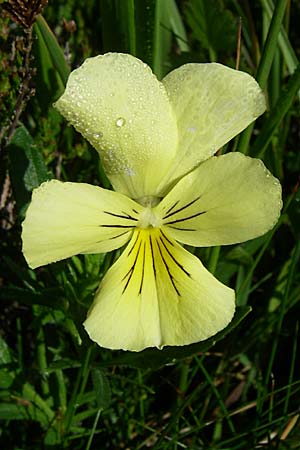 Viola lutea \ Vogesen-Veilchen, Gelbes Alpen-Stiefmtterchen / Mountain Pansy, F Vogesen/Vosges, Grand Ballon 21.6.2008