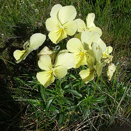 Viola lutea \ Vogesen-Veilchen, Gelbes Alpen-Stiefmtterchen / Mountain Pansy, F Vogesen/Vosges, Grand Ballon 21.6.2008