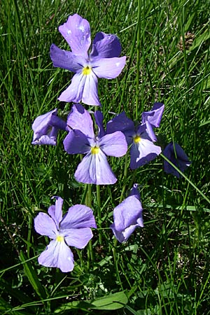 Viola calcarata \ Langsporniges Veilchen, Gesporntes Stiefmtterchen / Spurred Pansy, F Col de Saisies 21.6.2008